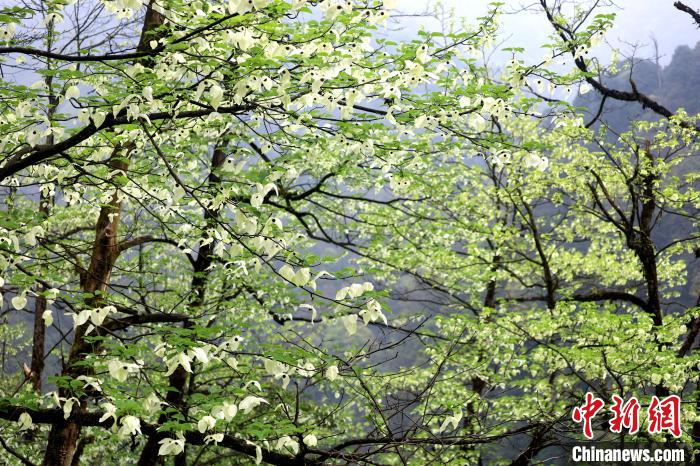 珙桐是1000萬年前新生代第三紀(jì)留下的孑遺植物，中國特有的樹種，是國家一級瀕危保護(hù)野生植物?！螚?攝