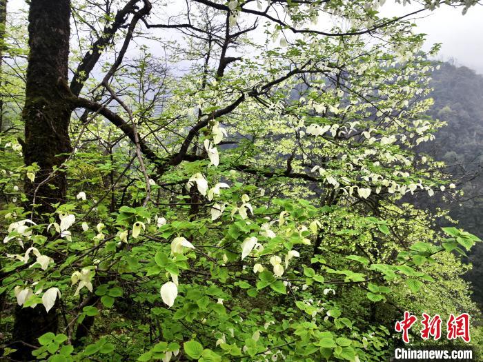 山谷兩側(cè)高大繁茂的珙桐樹?！螚?攝