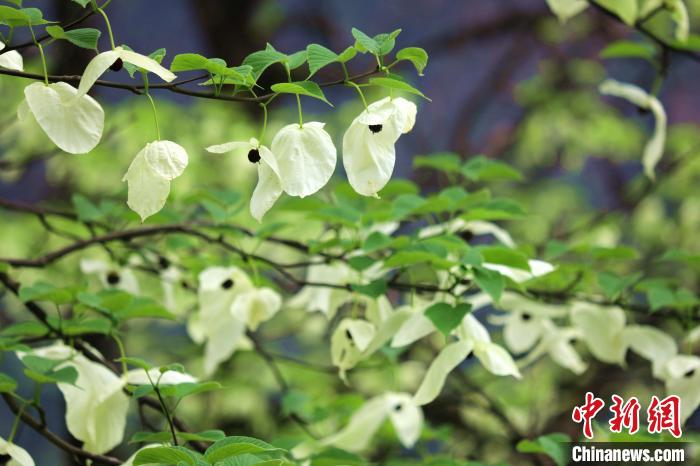 珙桐樹開出潔白的花朵?！螚?攝