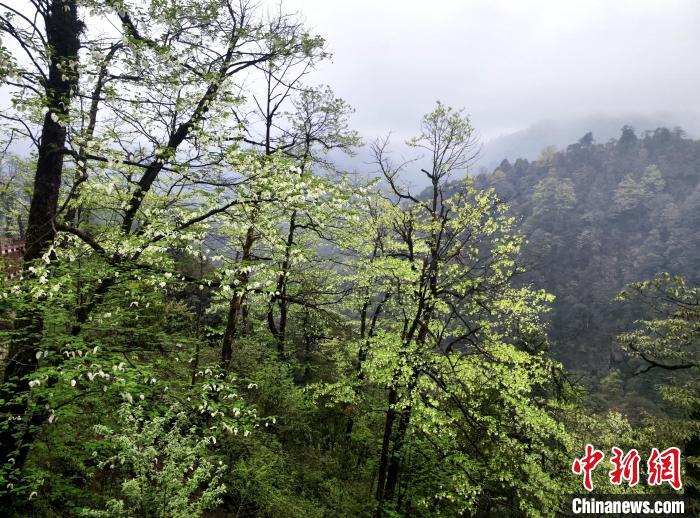 珙桐花朵潔白素雅，與青山雨霧融為一體。　呂楊 攝