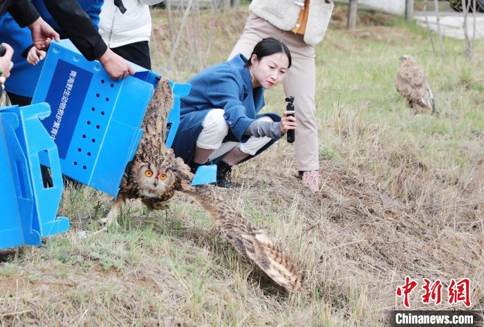 圖為西寧野生動物園救護的雕鸮在西寧市放歸大自然?！●R銘言 攝