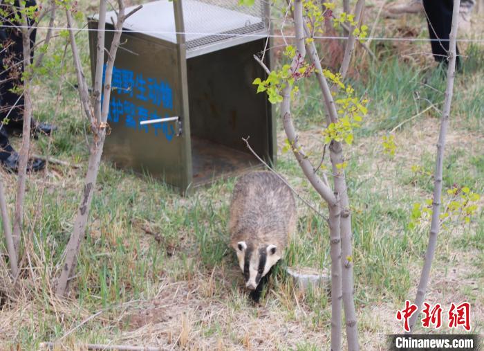 圖為西寧野生動物園救護的狗獾在西寧市放歸大自然?！●R銘言 攝