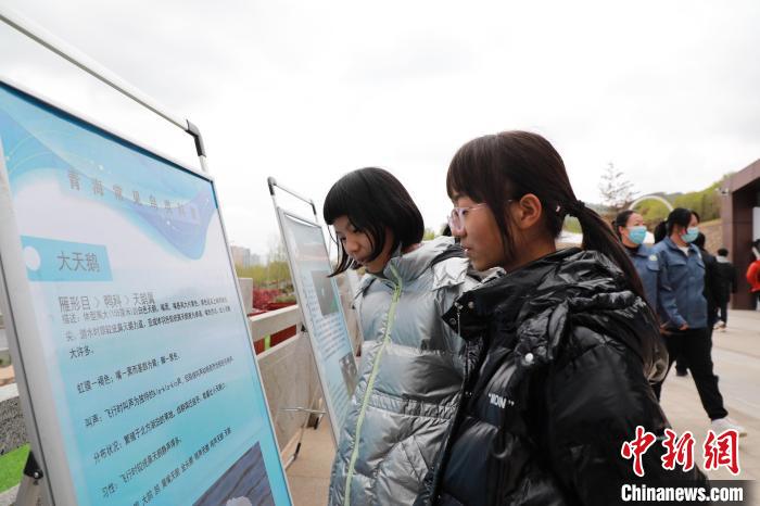 圖為學生通過展板了解青海常見鳥類?！●R銘言 攝