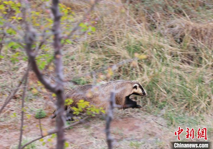 圖為西寧野生動物園救護的狗獾在西寧市放歸大自然?！●R銘言 攝