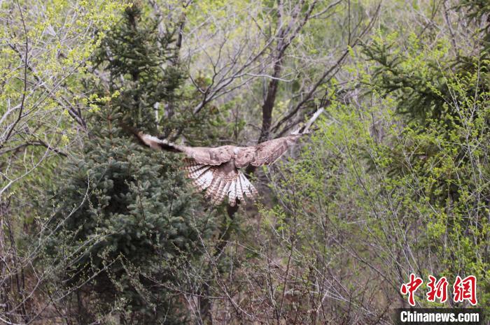 圖為西寧野生動物園救護的大鵟在西寧市放歸大自然?！●R銘言 攝