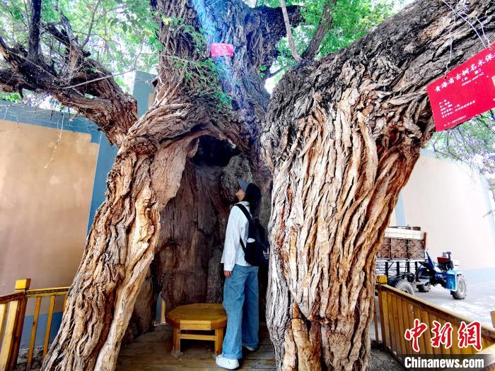 青海海東市阿河灘地質(zhì)文化村：古樹新枝、丹山碧水