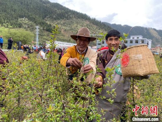 圖為當(dāng)?shù)剞r(nóng)牧民進行藏雪茶采摘比賽。　王劍輝 攝