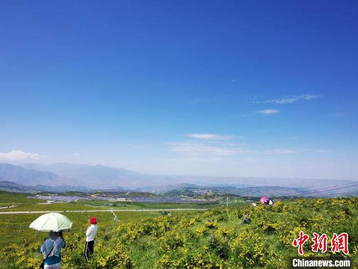 2020年07月07日拍攝于臨夏州積石山縣境內(nèi)，生態(tài)環(huán)境逐漸恢復(fù)，小黃花開遍山間。(資料圖) 殷春永 攝