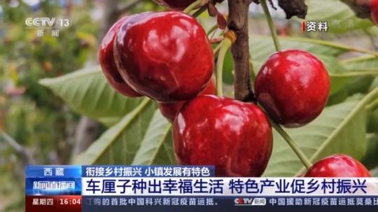 種蘑菇、養(yǎng)駱駝...。。特色產(chǎn)業(yè)助力鄉(xiāng)村振興走新路