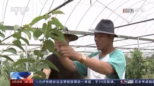 種蘑菇、養(yǎng)駱駝...。。特色產(chǎn)業(yè)助力鄉(xiāng)村振興走新路