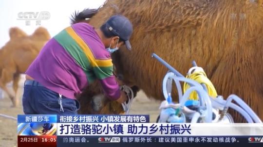 種蘑菇、養(yǎng)駱駝...。。特色產(chǎn)業(yè)助力鄉(xiāng)村振興走新路