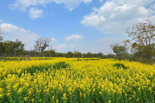 每到油菜花季，就有市民相約到重慶廣陽島上踏青賞花。鄒樂攝