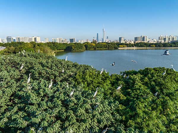 廣州海珠國家濕地公園一角。公園供圖