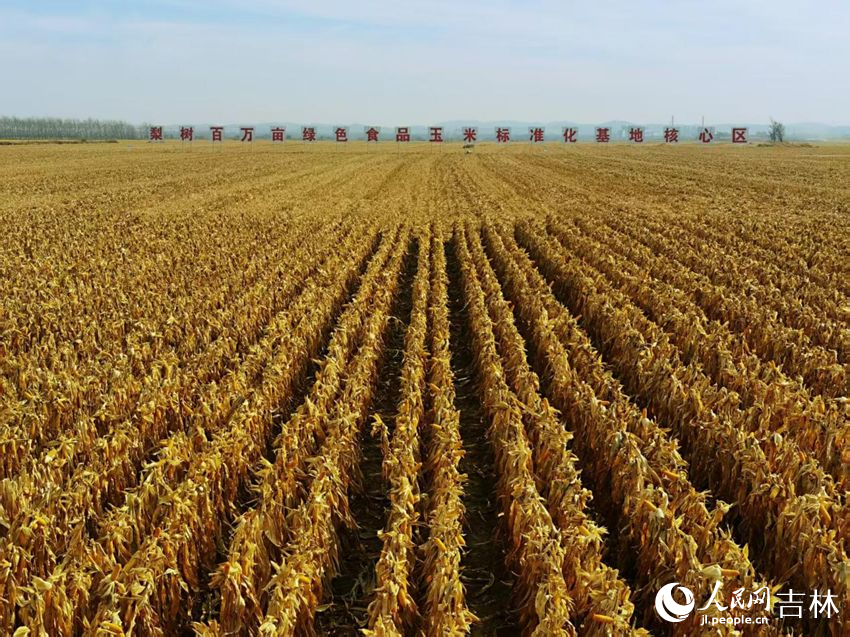 吉林黑土地上糧滿倉(cāng)（資料圖片）。人民網(wǎng)記者 王海躍攝