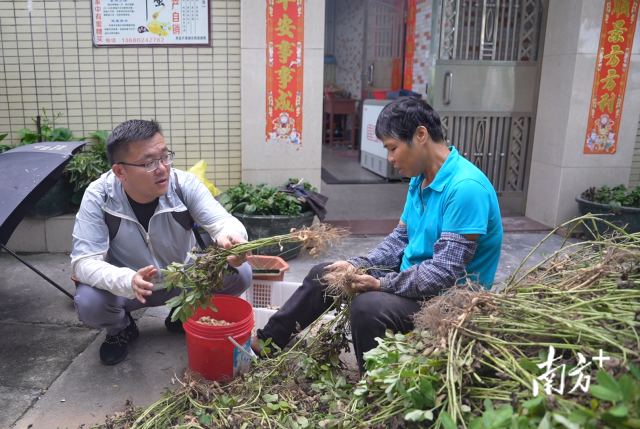 土地組成員張國強一邊幫村民做農活一邊聊天。