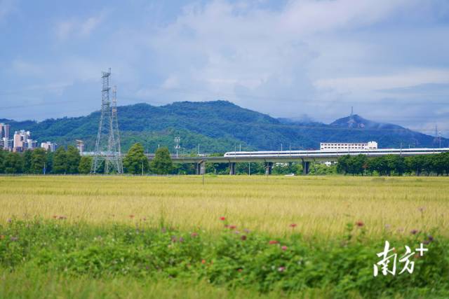 高鐵掠過崖口村稻田。