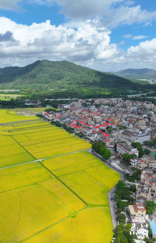 崖口村全景。