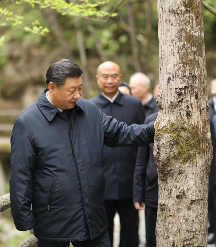 2020年4月20日，中共中央總書(shū)記、國(guó)家主席、中央軍委主席習(xí)近平在陜西考察調(diào)研。這是習(xí)近平在位于商洛市柞水縣的秦嶺牛背梁國(guó)家級(jí)自然保護(hù)區(qū)，考察秦嶺生態(tài)保護(hù)情況。 新華社記者 鞠鵬 攝