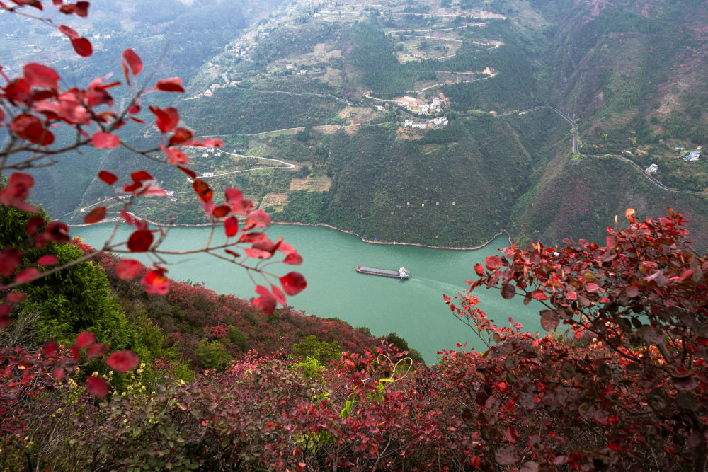 船舶行駛在紅葉掩映下的長江三峽重慶市巫山縣水域（2023年11月30日攝）。新華社記者 肖藝九 攝