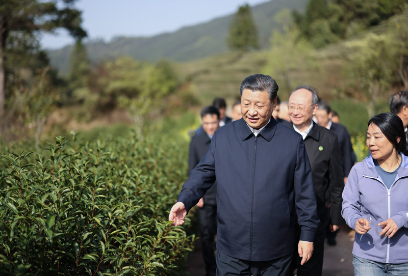 2021年3月22日下午，習(xí)近平在福建省南平市武夷山市星村鎮(zhèn)燕子窠生態(tài)茶園，察看春茶長(zhǎng)勢(shì)，了解當(dāng)?shù)夭璁a(chǎn)業(yè)發(fā)展情況。