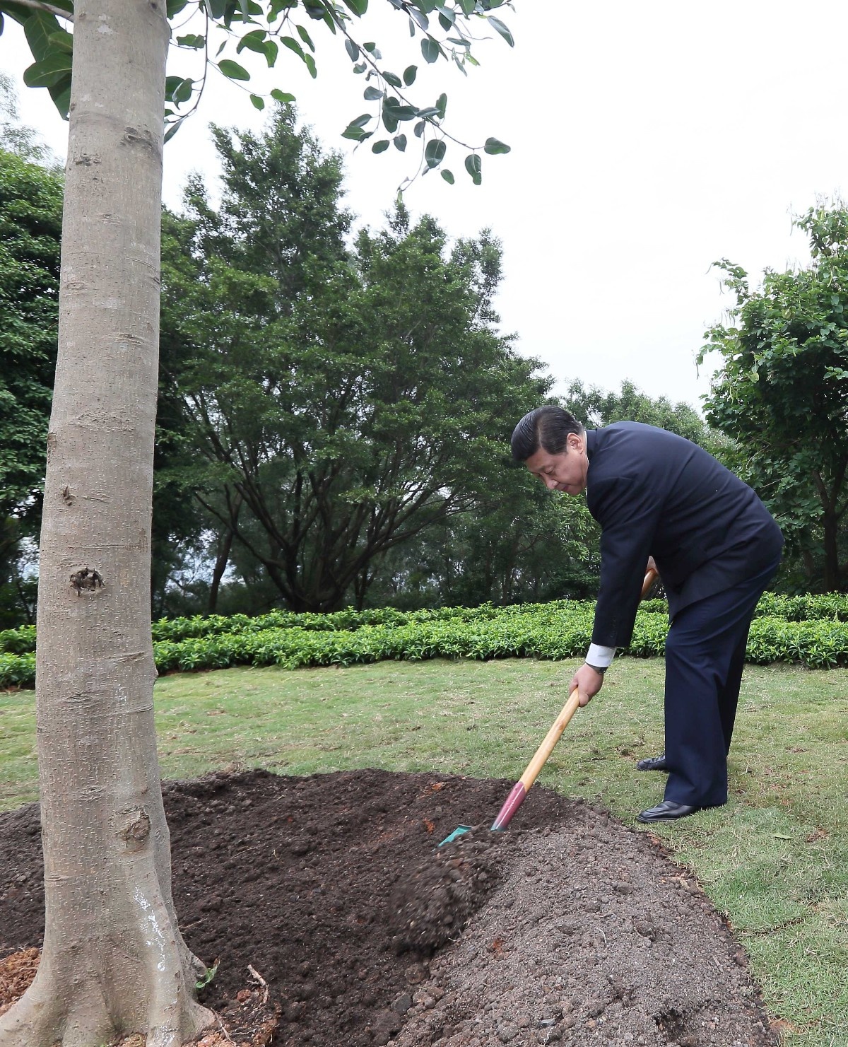 2012年12月8日，習(xí)近平在深圳蓮花山公園種下一棵高山榕樹(shù)。