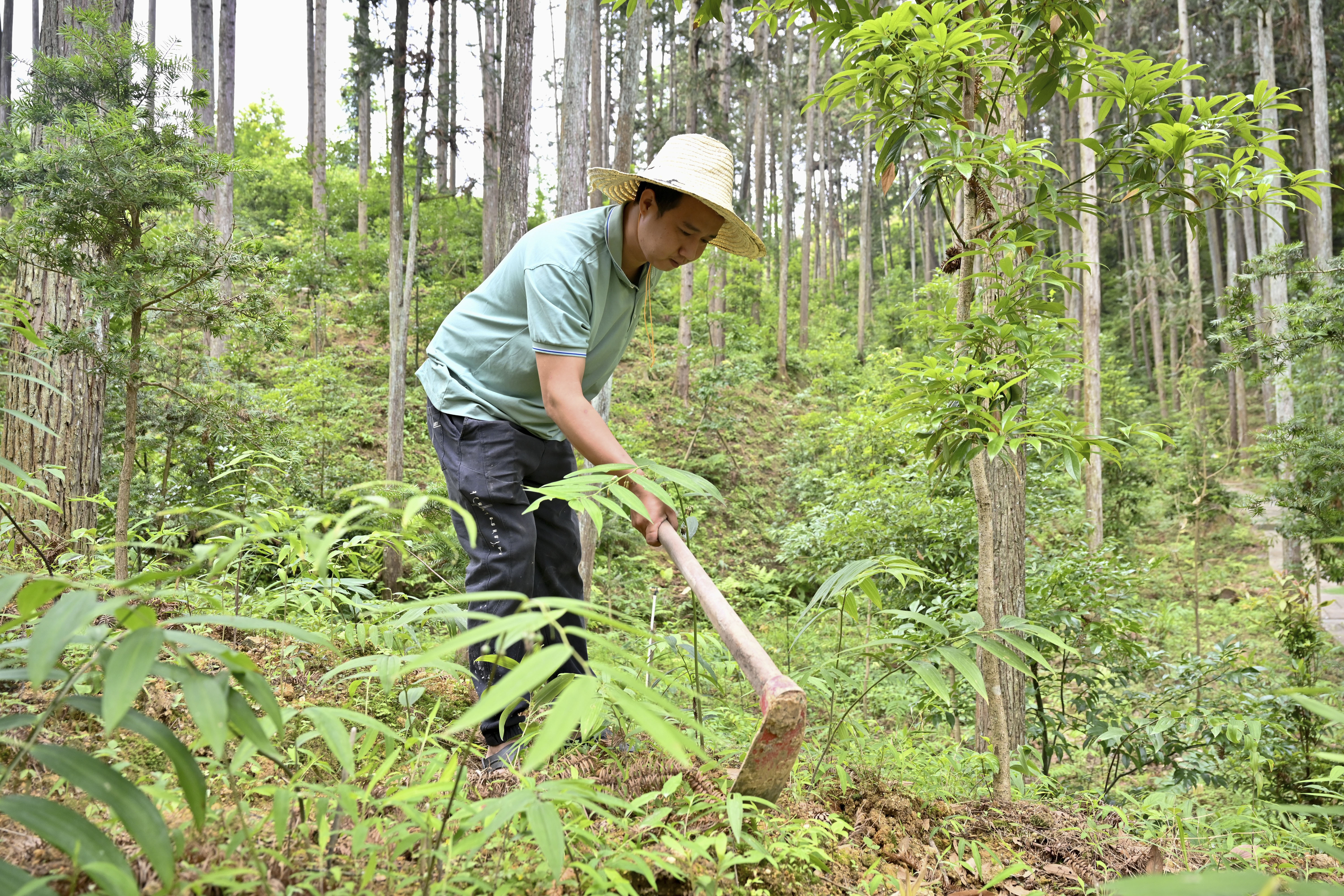2024年5月9日，福建省三明市馬巖林下經(jīng)濟(jì)種植示范基地工人在管理林下種植的多花黃精。