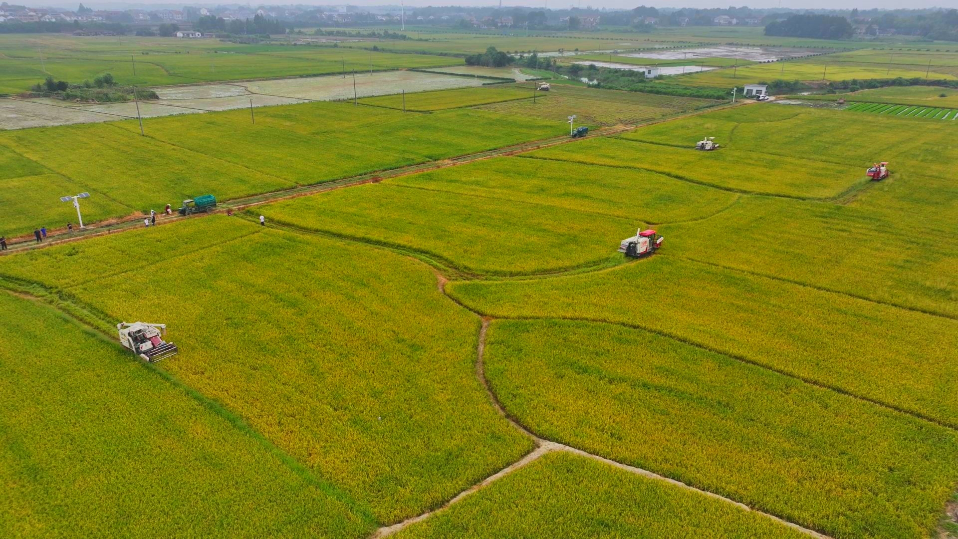 數(shù)臺(tái)收割機(jī)同時(shí)作業(yè)。常德市鼎城區(qū)融媒體中心供圖