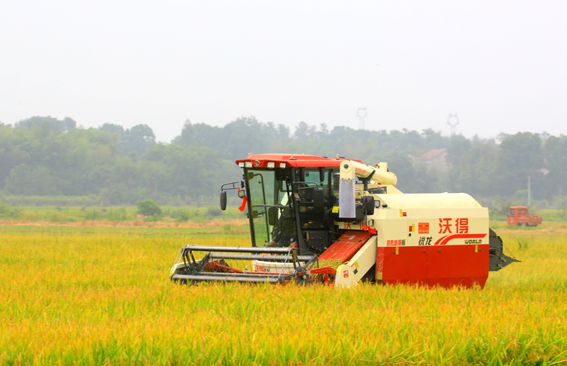早稻收割忙，農(nóng)機(jī)來助力。常德市鼎城區(qū)融媒體中心供圖