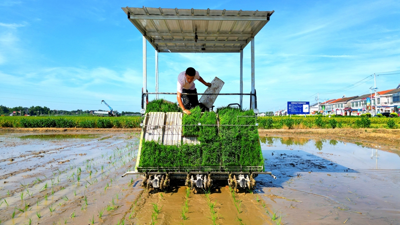 戴宏在無人駕駛的插秧機(jī)上作業(yè)。常德日?qǐng)?bào)社 王明睿 攝