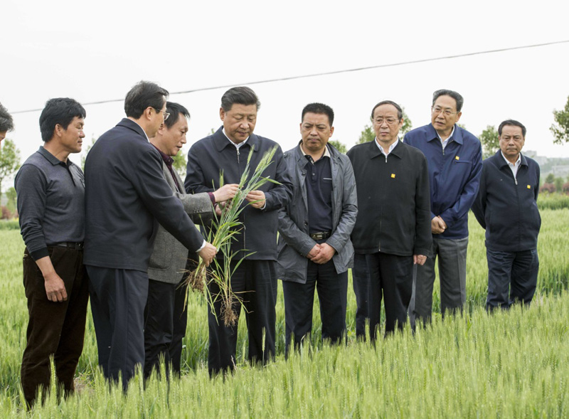 2016年4月25日下午，習(xí)近平在安徽滁州市鳳陽(yáng)縣小崗村察看小麥長(zhǎng)勢(shì)。左一為種糧大戶程夕兵。新華社記者 李學(xué)仁 攝