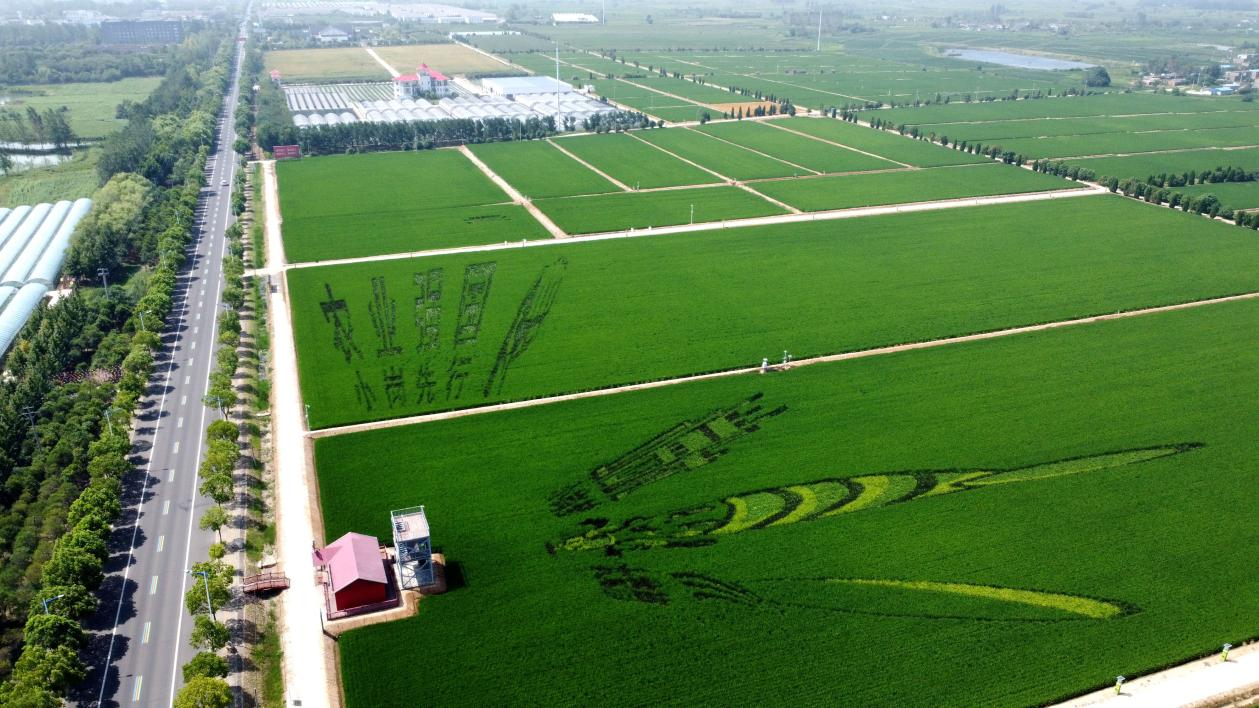 俯瞰小崗村高標(biāo)準(zhǔn)農(nóng)田。鳳陽(yáng)縣委宣傳部供圖