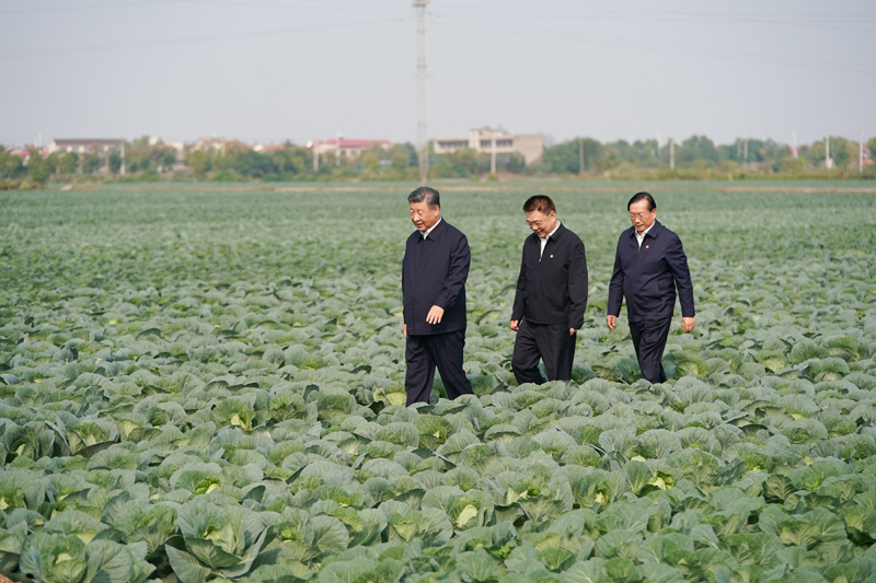 2024年11月5日，習(xí)近平總書記在湖北嘉魚潘家灣鎮(zhèn)十里蔬菜長廊考察。