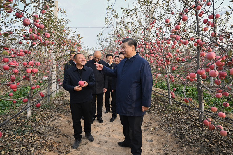 2022年10月26日，習(xí)近平總書記在陜西省延安市安塞區(qū)高橋鎮(zhèn)南溝村的蘋果園里同老鄉(xiāng)們親切交流。