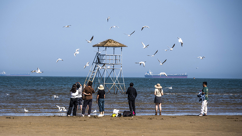 2024年5月12日，河北秦皇島，北戴河鴿子窩公園成群海鷗在天空中自由翱翔，與大海、藍(lán)天構(gòu)成了一幅美麗的畫(huà)卷。
