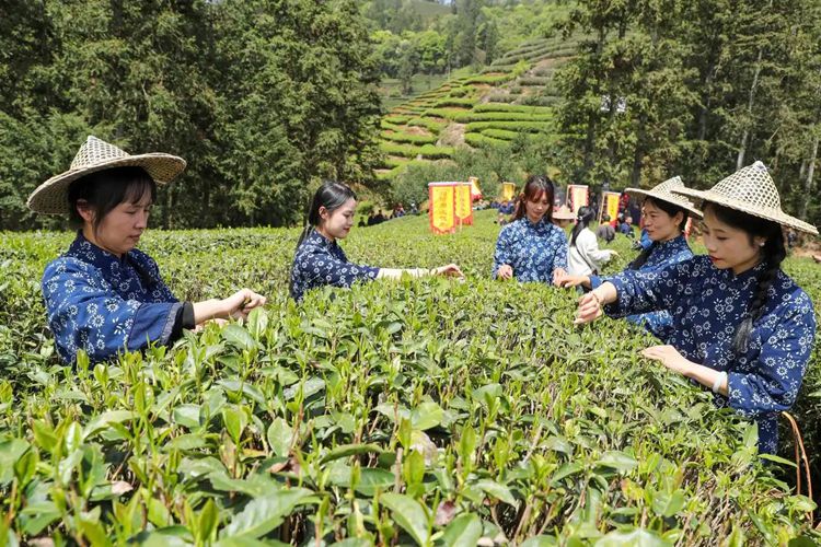 2025年4月13日，福建武夷山市星村鎮(zhèn)朝陽村茶農(nóng)在生態(tài)茶園展示采茶。新華社發(fā)（邱汝泉 攝）