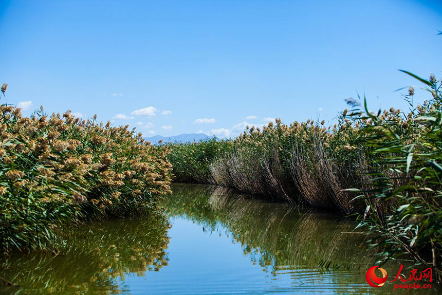 經(jīng)過(guò)治理的烏梁素海風(fēng)景秀美，蘆葦搖曳生姿。人民網(wǎng) 孟佳澍攝