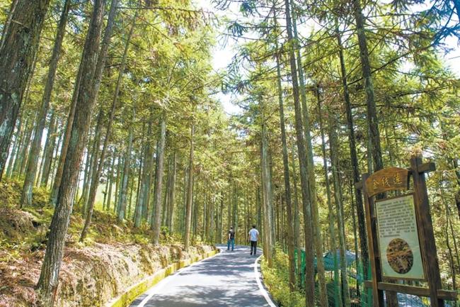 福建周寧縣黃振芳家庭林場(chǎng)。（圖源：央視新聞）