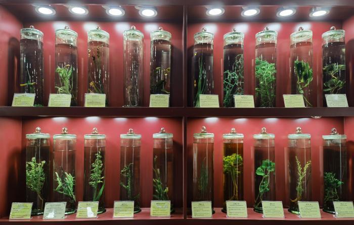 圖為藏藥藥材標(biāo)本。??張海? ?.jpg
