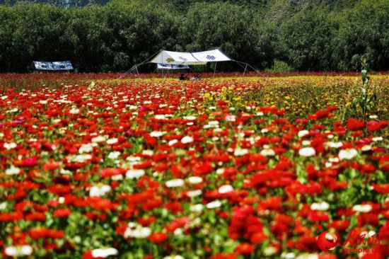 姆朵花海。次仁羅布 攝