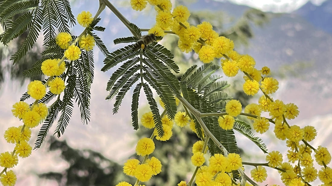 蜜蜂在金合歡花枝上休憩。