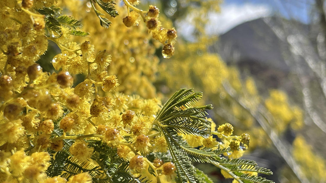 清晨帶著露珠的金合歡花。