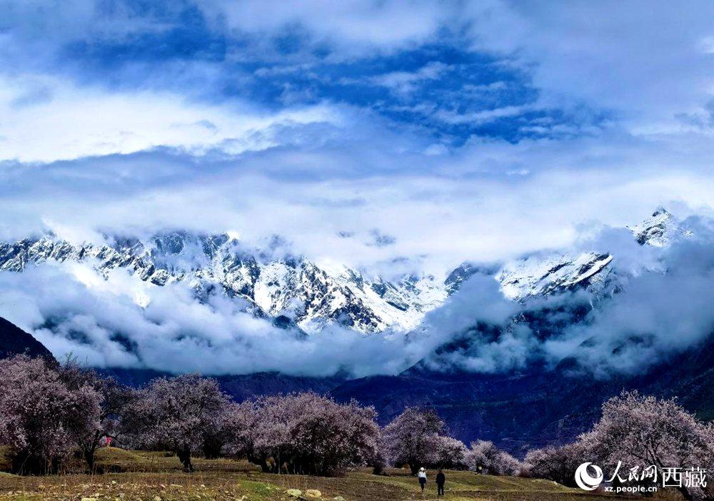 雪山下的桃花。人民網(wǎng) 李海霞攝