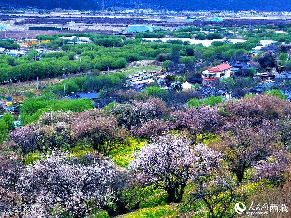 漫山開放的野桃花。人民網(wǎng) 李海霞攝
