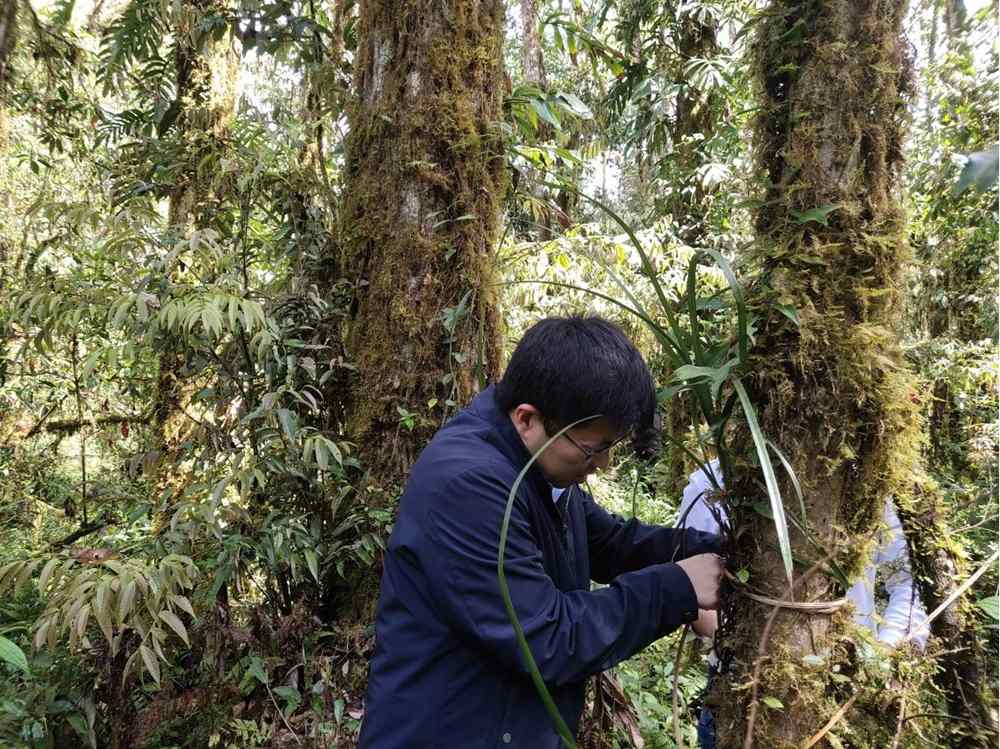 蘭花歸野。圖片由山水自然保護(hù)中心提供