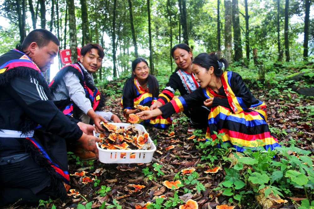 村民采摘林芝。次仁央宗攝