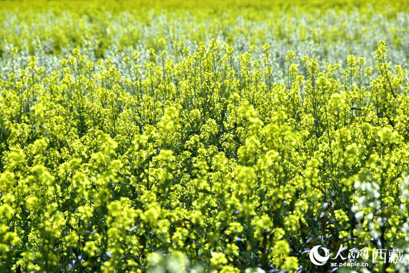 盛開的小油菜花。人民網(wǎng) 李海霞攝