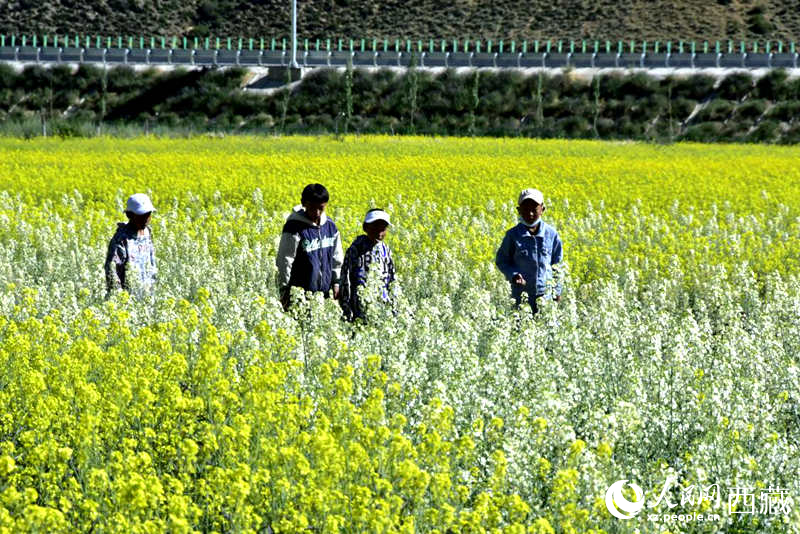 小孩在油菜花田嬉戲。人民網(wǎng) 李海霞攝