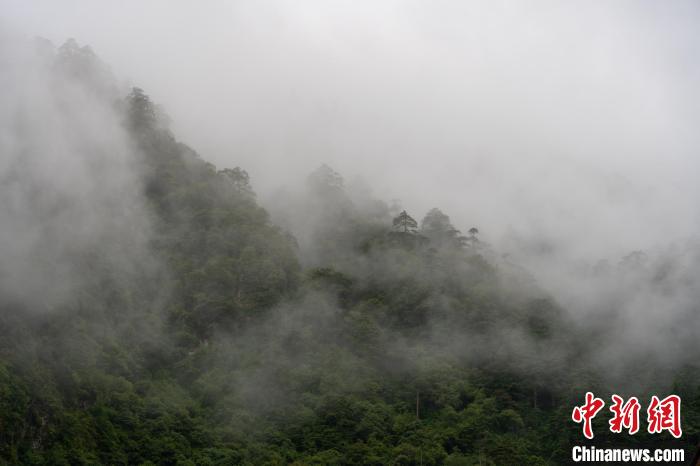 雨后勒布溝的云霧?！〗w波 攝