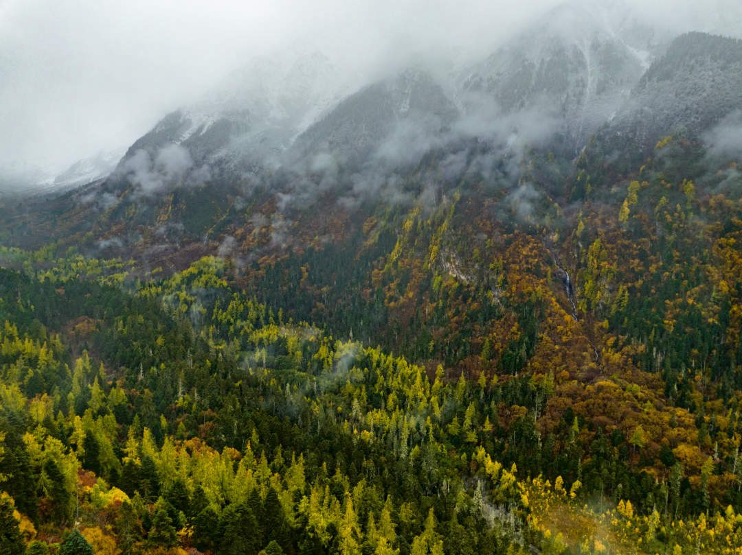 雪山、森林、云霧共同構(gòu)成一幅絕美的高原畫卷。