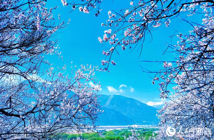 藍(lán)天與桃花相映成趣。 人民網(wǎng) 李海霞攝